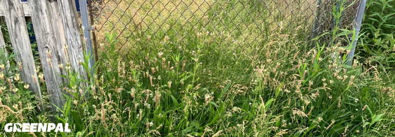 Is Cutting Overgrown City Lawns Worth It? What Lawn Pros Had to Say