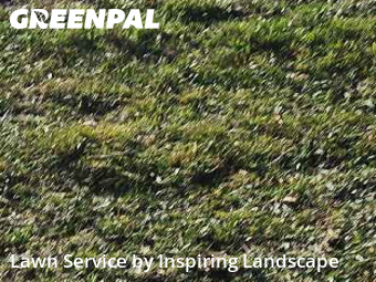 Backyard Mowing in Centennial, 80015, Turf Services by Inspiring Landscape, work completed in Nov , 2025