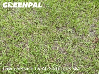 Grass Cut nearby Winter Haven, FL, 