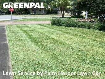 Grass Cutting nearby Palm Harbor, FL, 