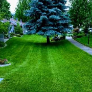 lawn-maintenance-in-Auburn-WA