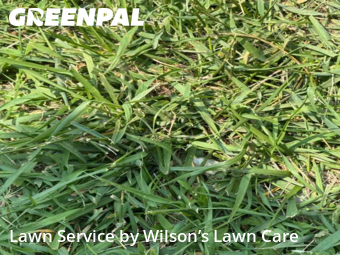 Lawn Cut nearby Ypsilanti, MI, 