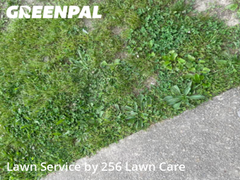 Grass Cut nearby Anniston, AL, 