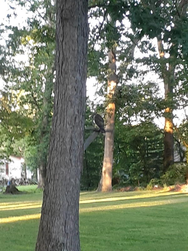 Green For Green Lawn Care Services in Essex, MD