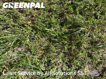Lawn Care nearby Poinciana, FL, 