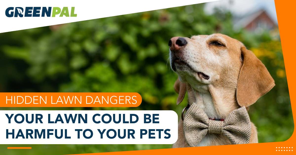 12 Hidden Lawn Hazards Every Pet Owner Should Know | GreenPal