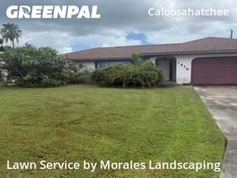 Grass Cut nearby Cape Coral, FL, 