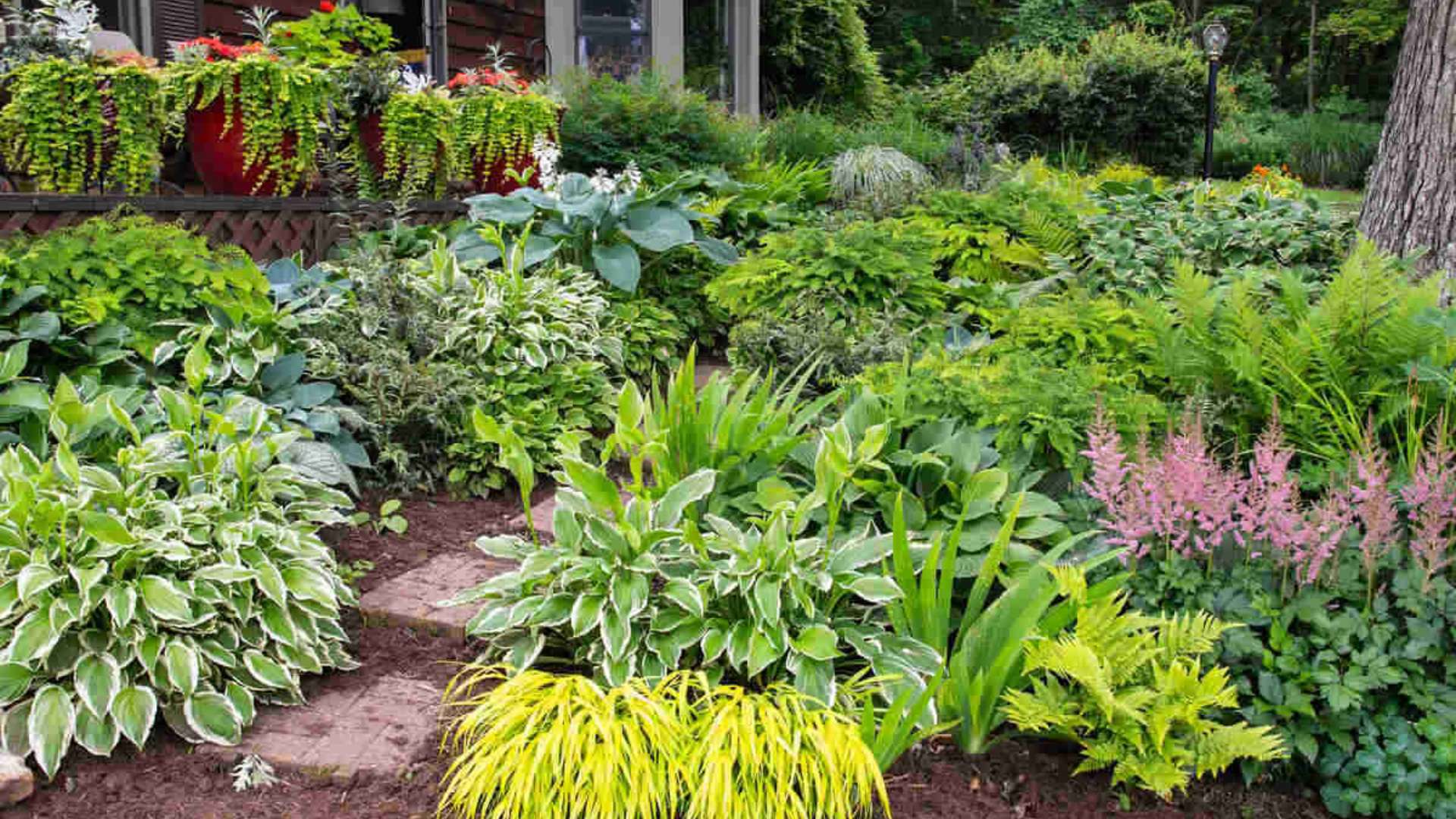The 6 Best Shade Plants For Your Lawn