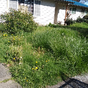 affordable-grass-cutting-businesses-in-Saint Helens-OR