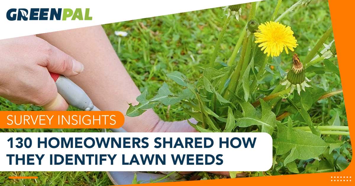 homeowners-share-how-they-identify-weeds-greenpal