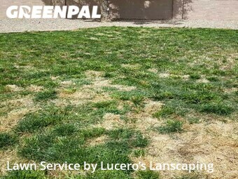 Lawn Cutting nearby Albuquerque, NM, 
