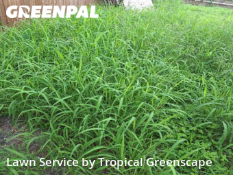 Lawn Care nearby Sarasota, FL, 