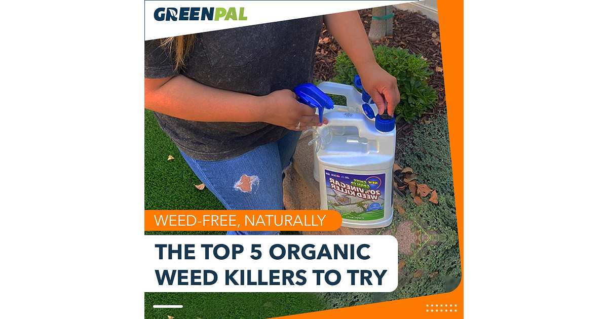 The 5 Best Organic Weed Killers You Need to Know About | GreenPal