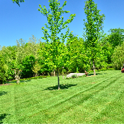 local-lawn-maintenance-contractors-in-Kent-WA