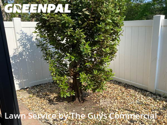 Lawn Mow nearby Hialeah, FL, 