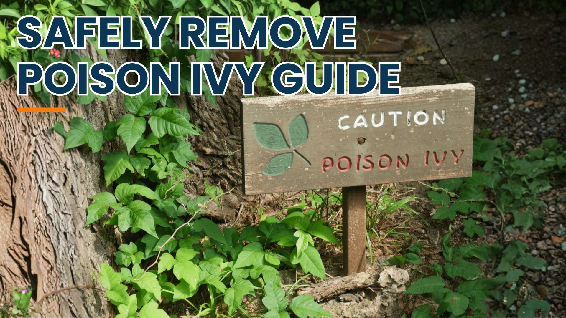 How to Remove Poison Ivy Safely?