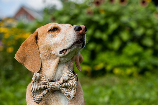 12 Ways Your Lawn Could Be Harmful To Your Pets