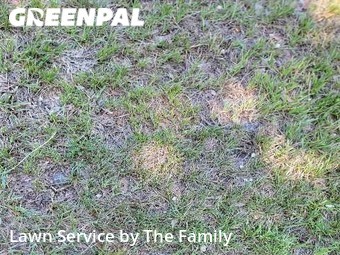 Lawn Cut nearby Apopka, FL, 