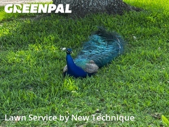 Lawn Cutting nearby Casselberry, FL, 
