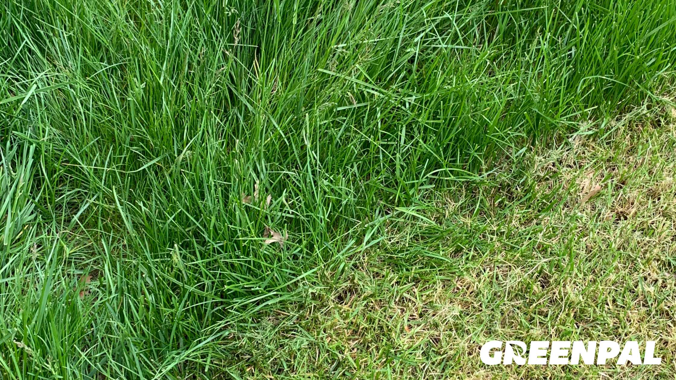 How Long Until You’re Fined for Tall Grass? City-by-City Rules Explained By Greenpal