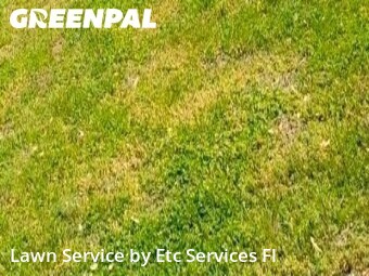 Lawn Cut nearby Oldsmar, FL, 