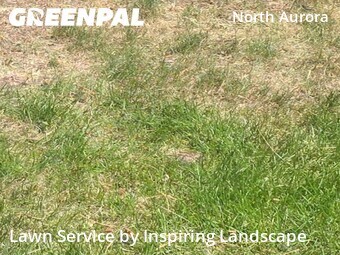 Lawn Maintenancein Aurora,80010,Yard Cutting by Inspiring Landscape, work completed in Jun , 2026