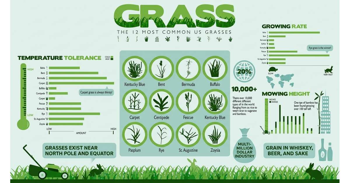 The 12 Most Common Grass Types for Lawns | GreenPal