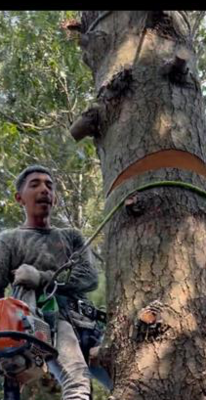 The Big Forest Tree  headshot