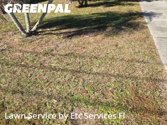 Lawn Services in Gulfport, 33707, Yard Grooming by Etc Services Fl, work completed in Dec , 2025