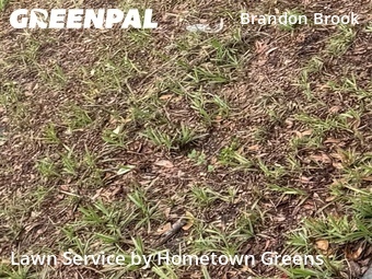 Grass Cut nearby Valrico, FL, 