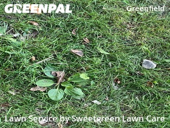 Lawn Mow nearby Pittsburgh, PA, 