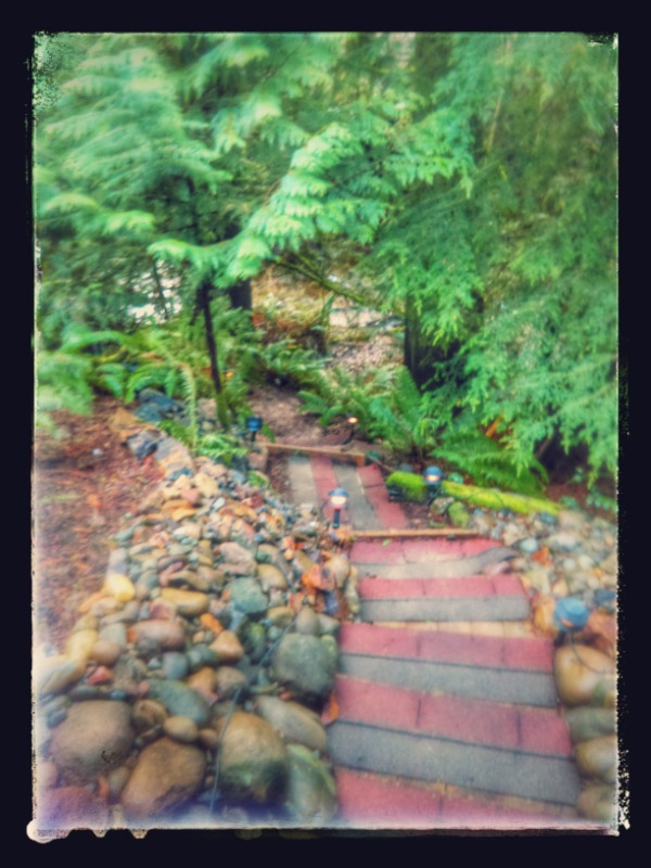 affordable-lawn-services-in-Olympia-WA