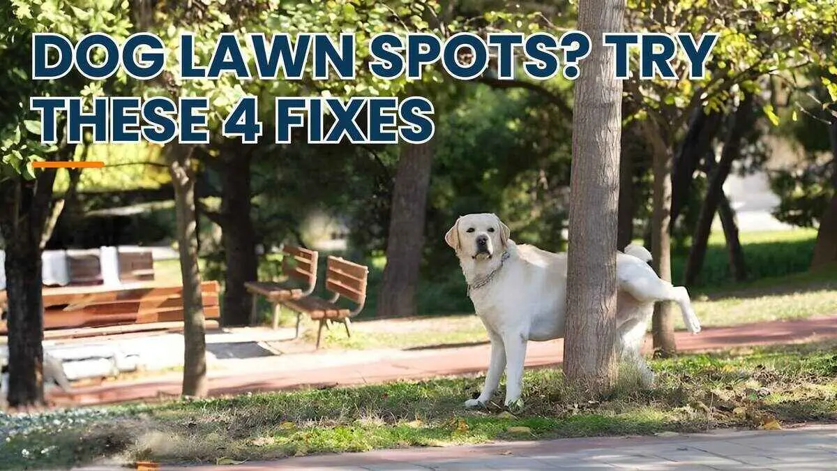 4 Tips to Prevent Brown Spots Caused by the Dog in Your Lawn 