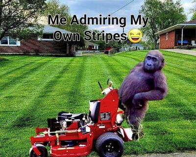 Local Lawn care service near me in Airway Heights, WA, 99001