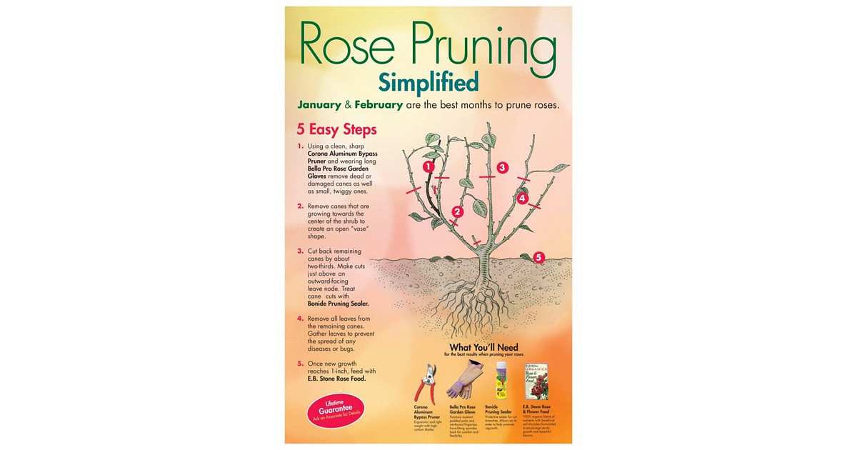 How to Prune Roses Properly (5 Simple Steps) | GreenPal