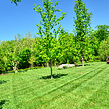local-lawn-care-services-in-Salt Lake City-UT