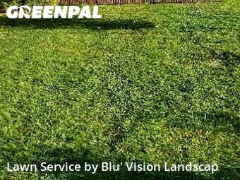 Lawn Cutting nearby Tampa, FL, 