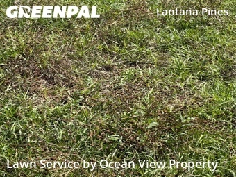 Lawn Maintenance nearby Lantana, FL, 