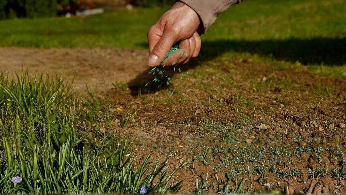 How to Aerate and Overseed Your Lawn (5 Simple Steps) By Greenpal