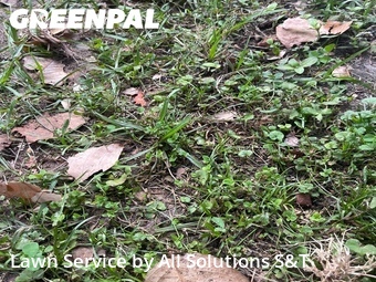 Yard Cutting nearby Winter Haven, FL, 
