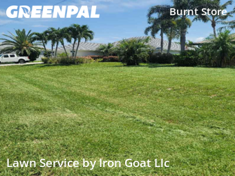 Lawn Cut nearby Cape Coral, FL, 