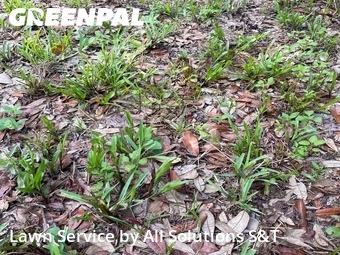 Grass Cut nearby Poinciana, FL, 