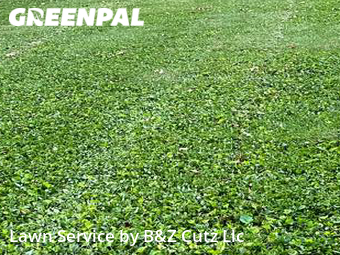 Lawn Cut nearby Evansville, IN, 