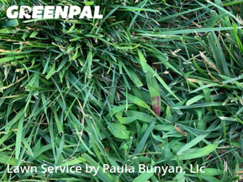 Grass Cutting nearby Papillion, NE, 