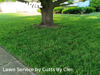 Grass Cut nearby Maumee, OH, 