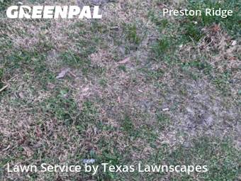 Yard Cuttingin Plano,75093,Lawn Care Service by Texas Lawnscapes, work completed in Jan , 2026