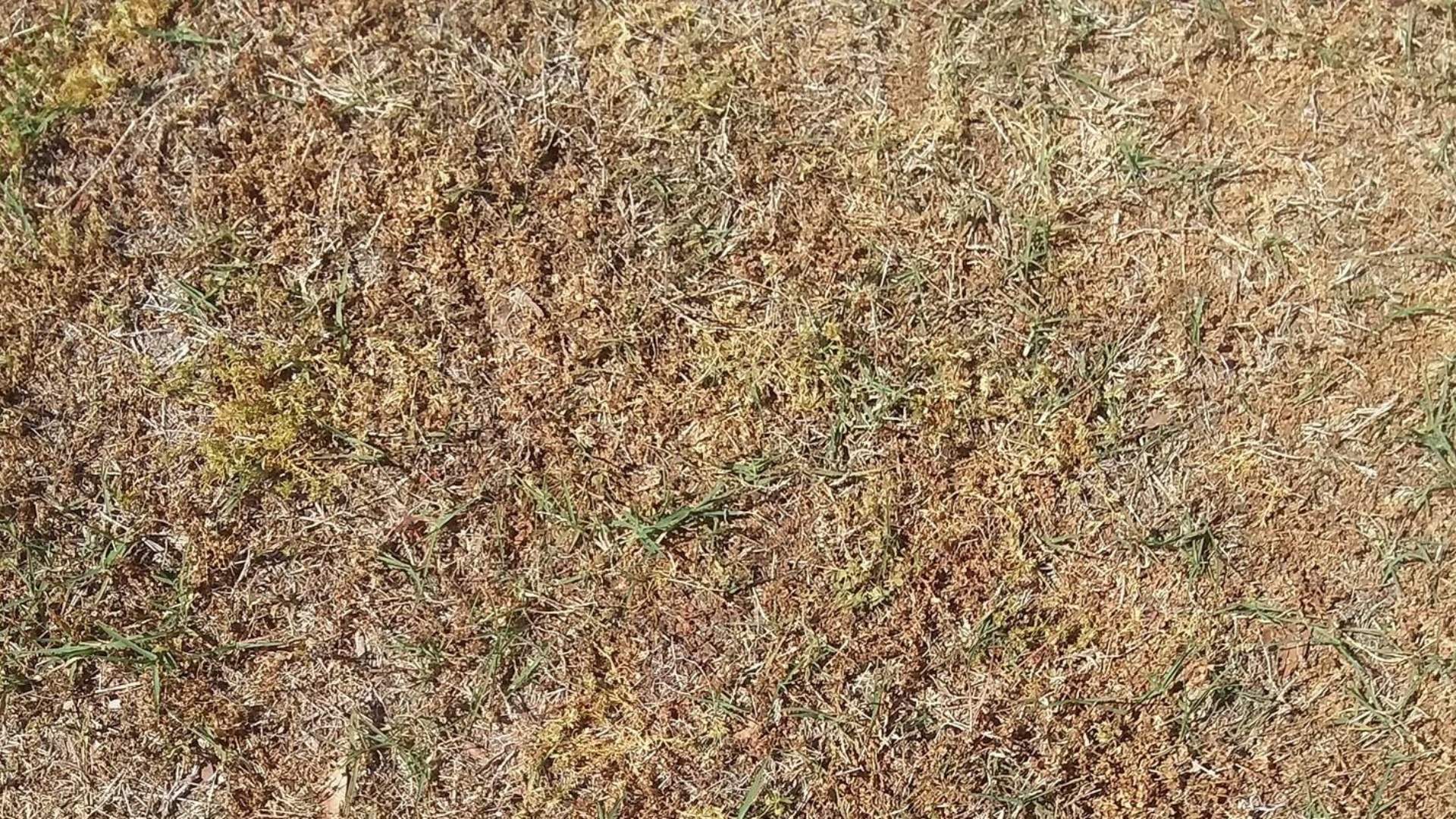 How Do I Avoid A Brown Lawn in Summer Heat?