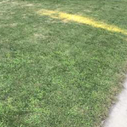 the-yard-cutting-businesses-in-Elm Grove-WI