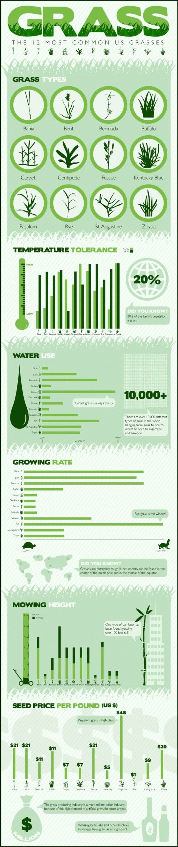 The 12 Most Common Grass Types for Lawns