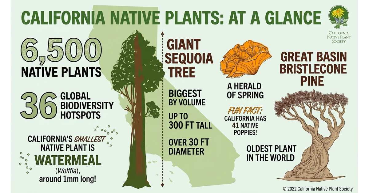 Native plants of California: An illustrated Guide | GreenPal